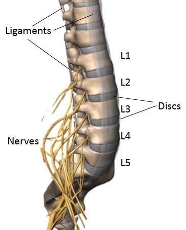 Repetitive Lumbar Injury: Lower Back Pain from Weightlifting