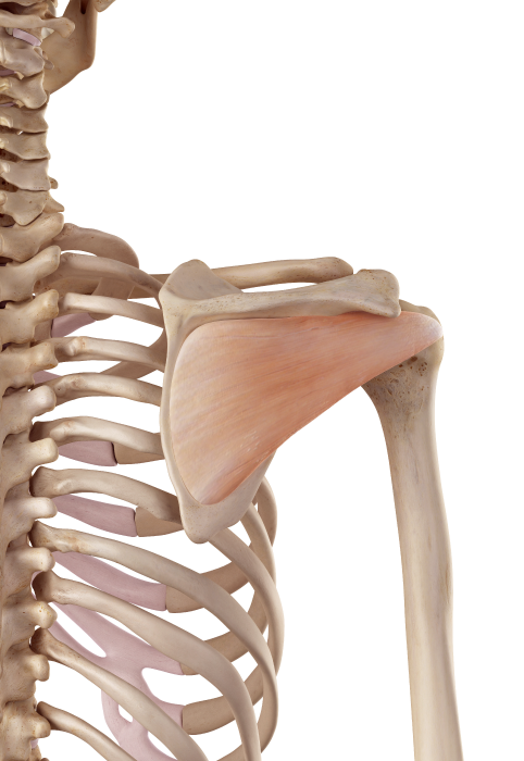 infraspinatus muscle anatomy