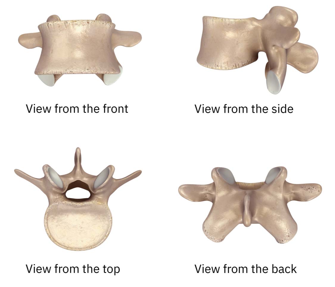 5th lumbar vertebra