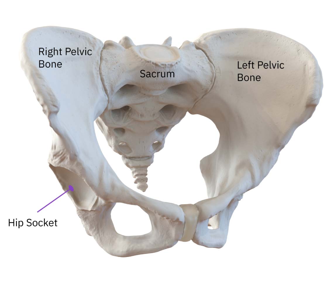 hacks for pelvic bone anatomy